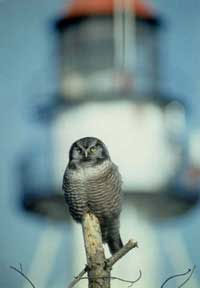 Whitefish Point Wildlife