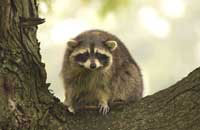 Horseshoe bay wildlife